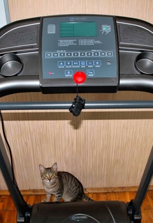 Поиск отзывов о беговых дорожках перед покупкой