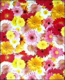 Клеенка столовая Колорит 1,26м(+ - 4см) х25м 170/7 Ткань в Нижнем Новгороде