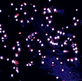 Батарея салютов "Огни на ёлке" (0,8" х 12) в Нижнем Новгороде