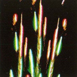 Батарея салютов "Балаганчик" ( 100 выстрелов) в Нижнем Новгороде