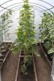 Теплица "Слава-СП" вставка-удлиннитель 2м в Нижнем Новгороде